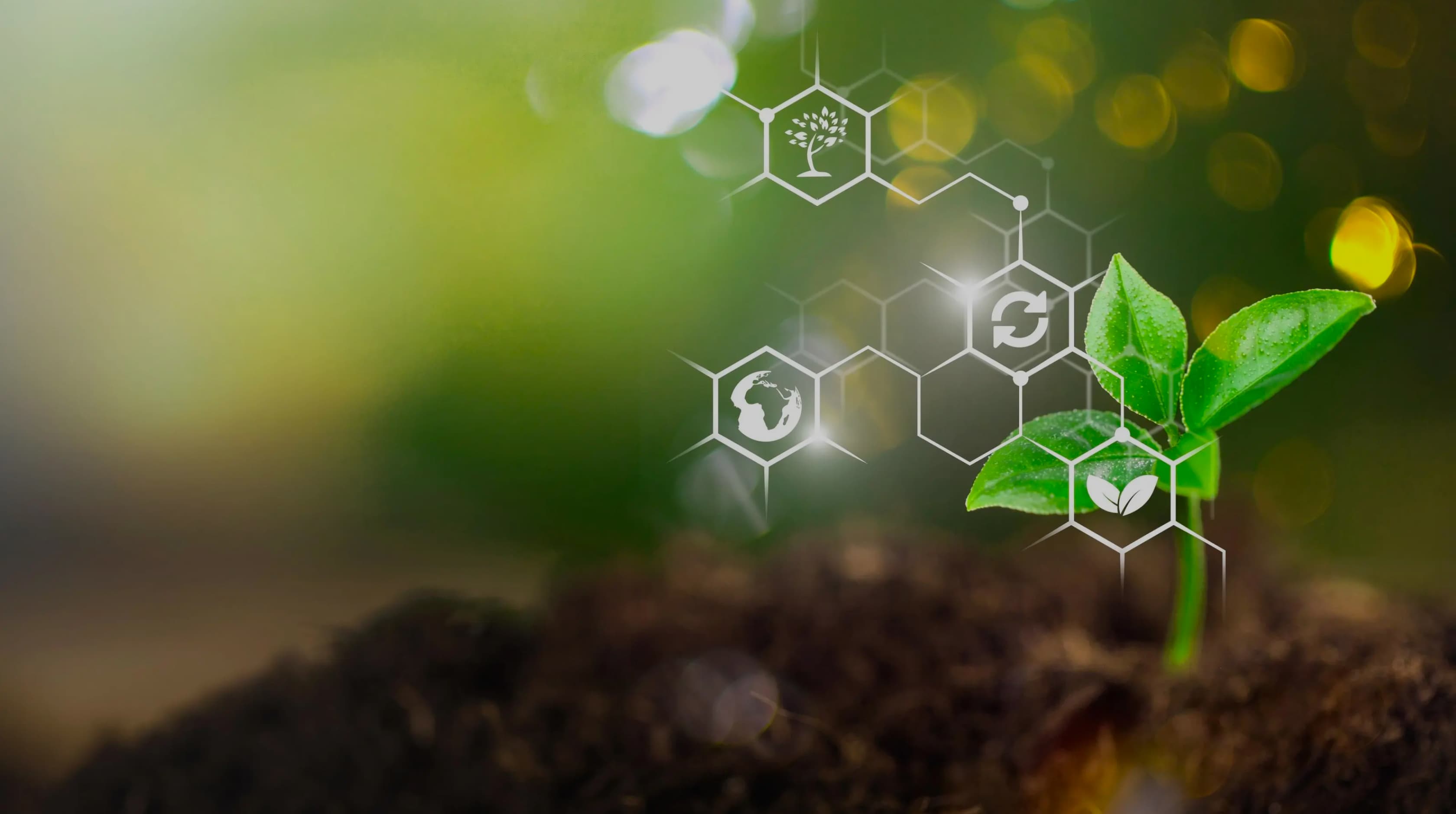 Innovation and Sustainability